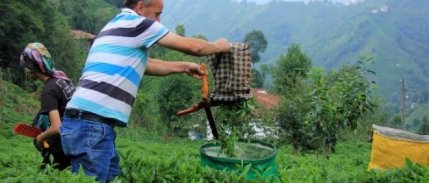 Yaş Çay Taban Fiyatı Üreticiyi Memnun Etti