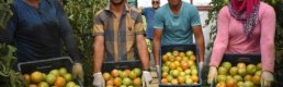 Yayla domatesi yeşil olarak ihraç ediliyor