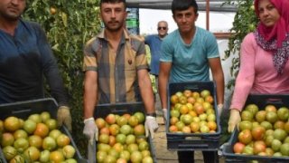 Yayla domatesi yeşil olarak ihraç ediliyor