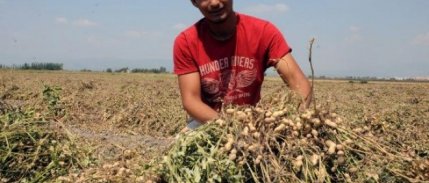 Yerfıstığında düşük rekolte üreticiyi üzdü