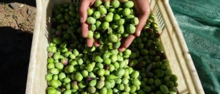 Zeytinyağında sevindiren açıklama