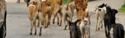 Köpek saldırılarında artış: Belediyelere ağır yaptırımlar geliyor!