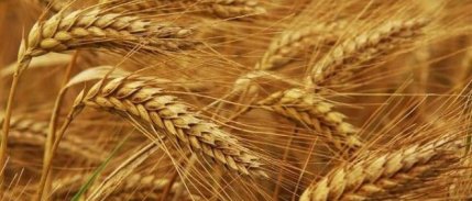 AB 2018 İçin Buğday İhracat Öngörüsünü Düşürdü