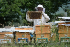 AB'den coğrafi işaret tescili alan ürün sayısı 43'e çıktı