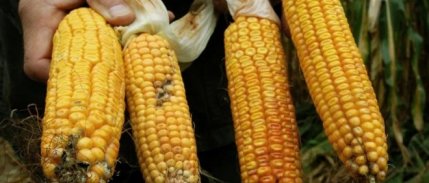 AB'den genetiği değiştirilmiş mısıra onay