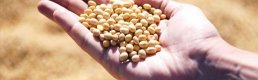 AB'den genetiği değiştirilmiş soya fasulyesine onay