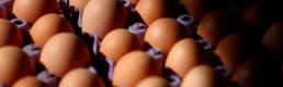 ABD fiyatları düşürmek için Avrupa'da yumurta avına başladı