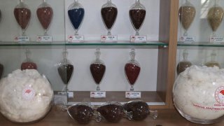 Adana'da adaptasyon yeteneği yüksek yeni pamuk çeşidi geliştirildi