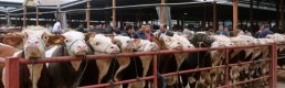 Afyonkarahisar’da şap hastalığı alarmı: Canlı hayvan pazarları kapatıldı