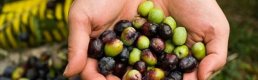 Akhisar'da Dünya Zeytin Günü Kutlandı