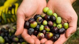 Akhisar'da Dünya Zeytin Günü Kutlandı