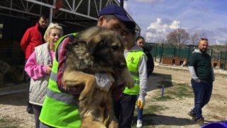 Ankara'da sokak hayvanları derneğine 'haksız kazanç' operasyonu düzenlendi!