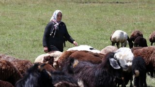 Ardahan'da boş ahırlar küçükbaş hayvanlarla doldu