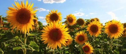 Ayçiçeğinde gümrük vergileri yeniden düzenlendi