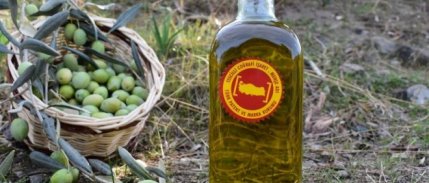 Aydın memecik zeytini Avrupa’da tescillendi