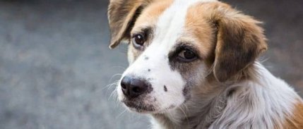 AYM, sokak hayvanları yasasıyla ilgili kararını açıkladı