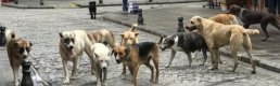 Bakan Yerlikaya açıkladı: Başıboş köpekler için belediyeler 2 ayda bir denetlenecek