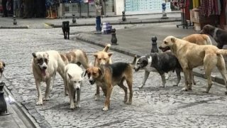 Bakan Yerlikaya açıkladı: Başıboş köpekler için belediyeler 2 ayda bir denetlenecek