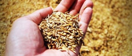 Bakan Yumaklı açıkladı: Ata tohumları marketlerde satılacak