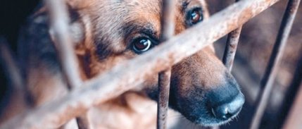 Bakanlık hayvan sahiplenme şartlarını değiştirdi