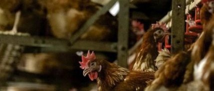 Bakanlık, Tunceli’deki hayvan itlafı iddiasına açıklık getirdi