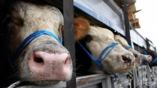 Bakanlıktan şap alarmı: Hayvan pazarları kapatıldı, nakiller yasaklandı