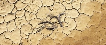 Bayraktar: Kuraklık, tüketici fiyatlarını artırabilir