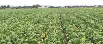 Bayraktar: 'Lahana Üreticide 32 Kuruş, Markette 1 Lira 55 Kuruş'