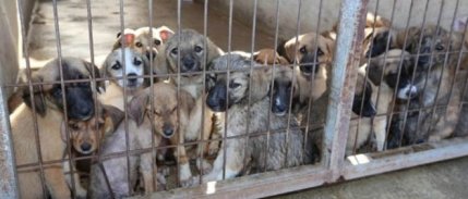 Belediyelerin hayvan barınakları harcamalarına teşvik geldi