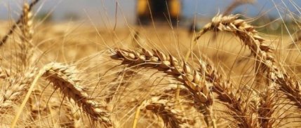 Buğday fiyatları tarihi zirveyi gördü