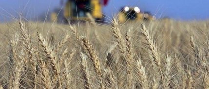 Buğday fiyatlarındaki kayıplar yüzde 3'ü aştı