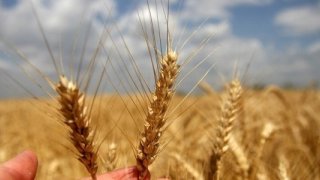 Buğdayın geleceği risk altında: Sıcaklık şokları verimi düşürüyor