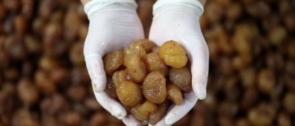 Bursa kestane şekeri ve İpsala pirinci Avrupa'da tescillenmeye hazırlanıyor