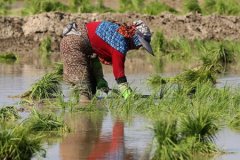 Bursa’nın Karacabey ilçesinde çeltik ekimi yasaklandı