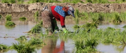 Bursa’nın Karacabey ilçesinde çeltik ekimi yasaklandı