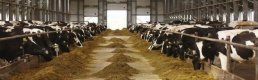Büyük ve küçükbaş hayvancılık desteklerine başvurular bitiyor