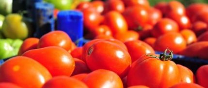 Çanakkale'de domates son hasatta yüz güldürdü