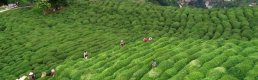 Çay ihracatı iki ayda 6 milyon doları aştı