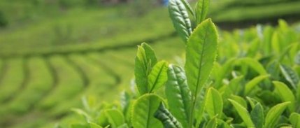 Çay Üreticisinden Özel Sektöre Düşük Fiyat Tepkisi