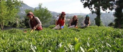 ÇAYKUR'dan yaş çay alımına kontenjan kararı