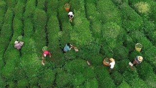 ÇAYKUR yarından itibaren randevulu yaş çay alım sistemine geçiyor
