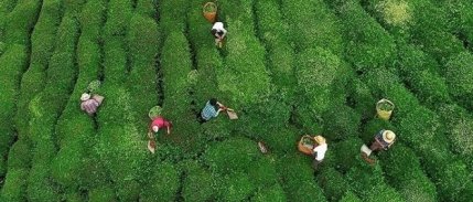 ÇAYKUR yarından itibaren randevulu yaş çay alım sistemine geçiyor