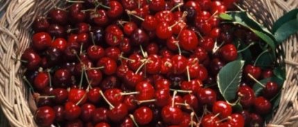 Ceyhan'da Yetiştirilen Kiraz İhraç Ediliyor