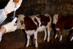 Çiftçiler Birliği’nden şap mağduru üreticiye destek talebi