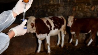 Çiftçiler Birliği’nden şap mağduru üreticiye destek talebi