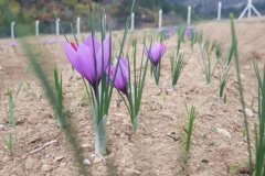 Çiftçiler kuraklığa karşı safrana yöneldi