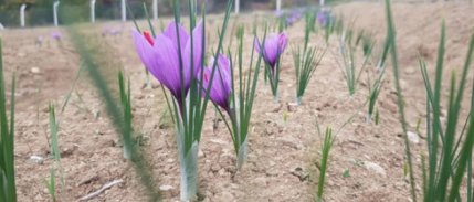 Çiftçiler kuraklığa karşı safrana yöneldi