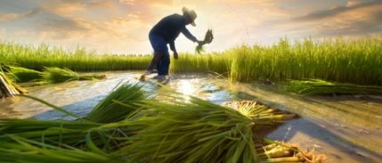 Çiftçiye destek ödemesi