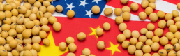 Çin'den ABD'ye soya fasulyesi taahhüdü
