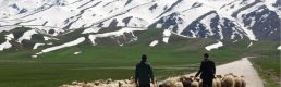 Çoban sorununa yerli çözüm önerisi